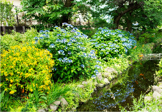 目黒川緑道(2019年6月撮影)